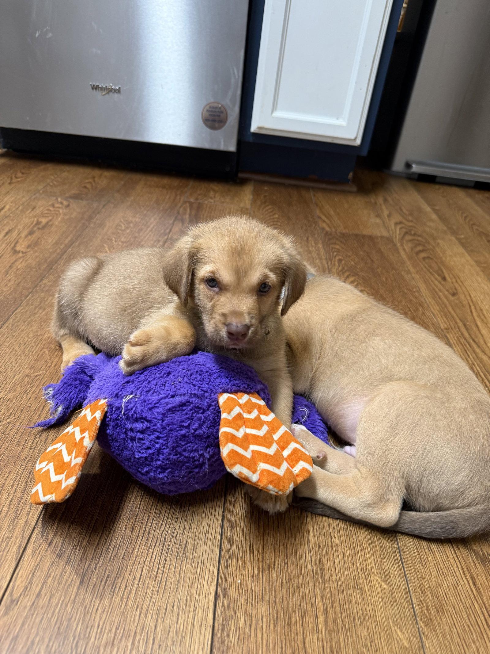 Jackson, Adopted, Puppy Male Labrador Retriever & Shepherd.