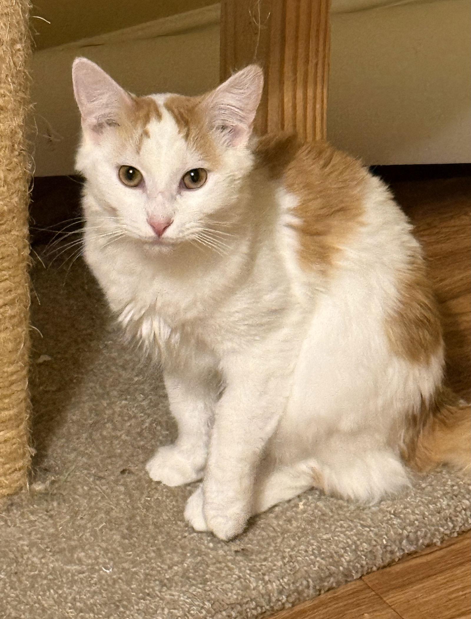 Enlarge Han - SEE ME @ PETCO!, a Adoptable mixed breed in Cookeville, TN image 1/4