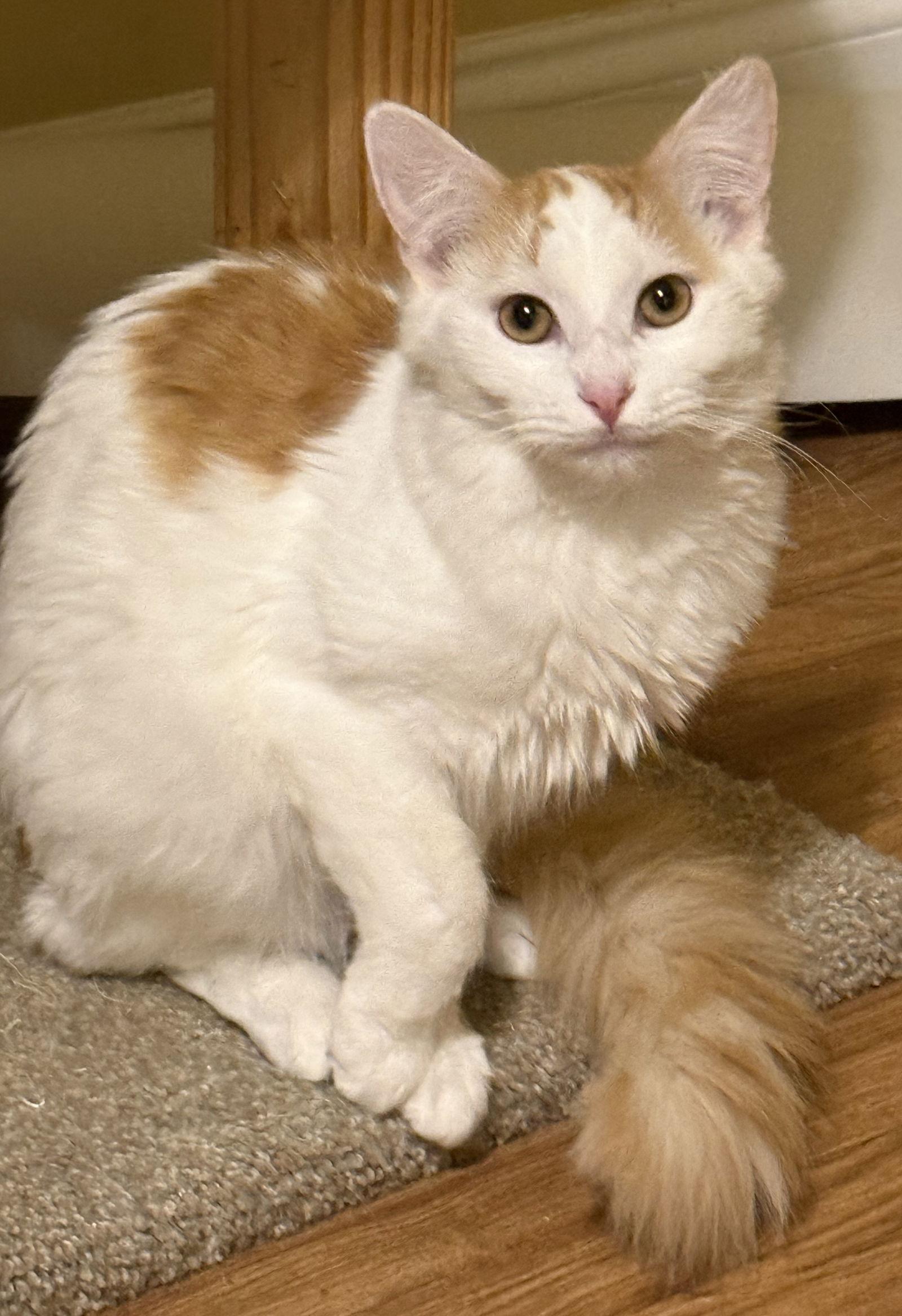 Enlarge Han - SEE ME @ PETCO!, a Adoptable mixed breed in Cookeville, TN image 2/4