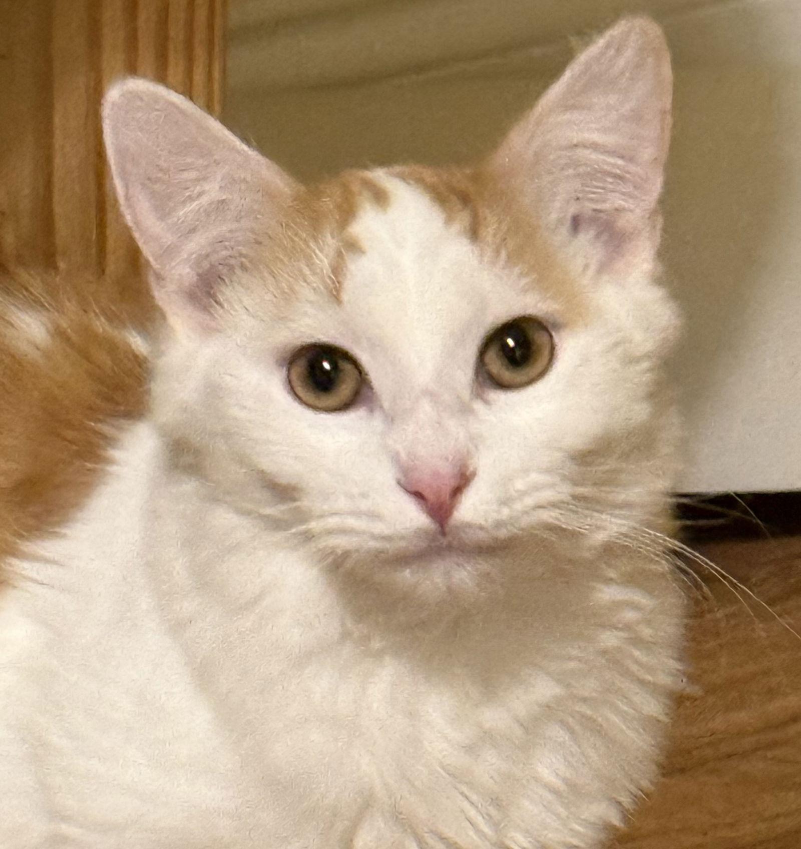 Enlarge Han - SEE ME @ PETCO!, a Adoptable mixed breed in Cookeville, TN image 3/4