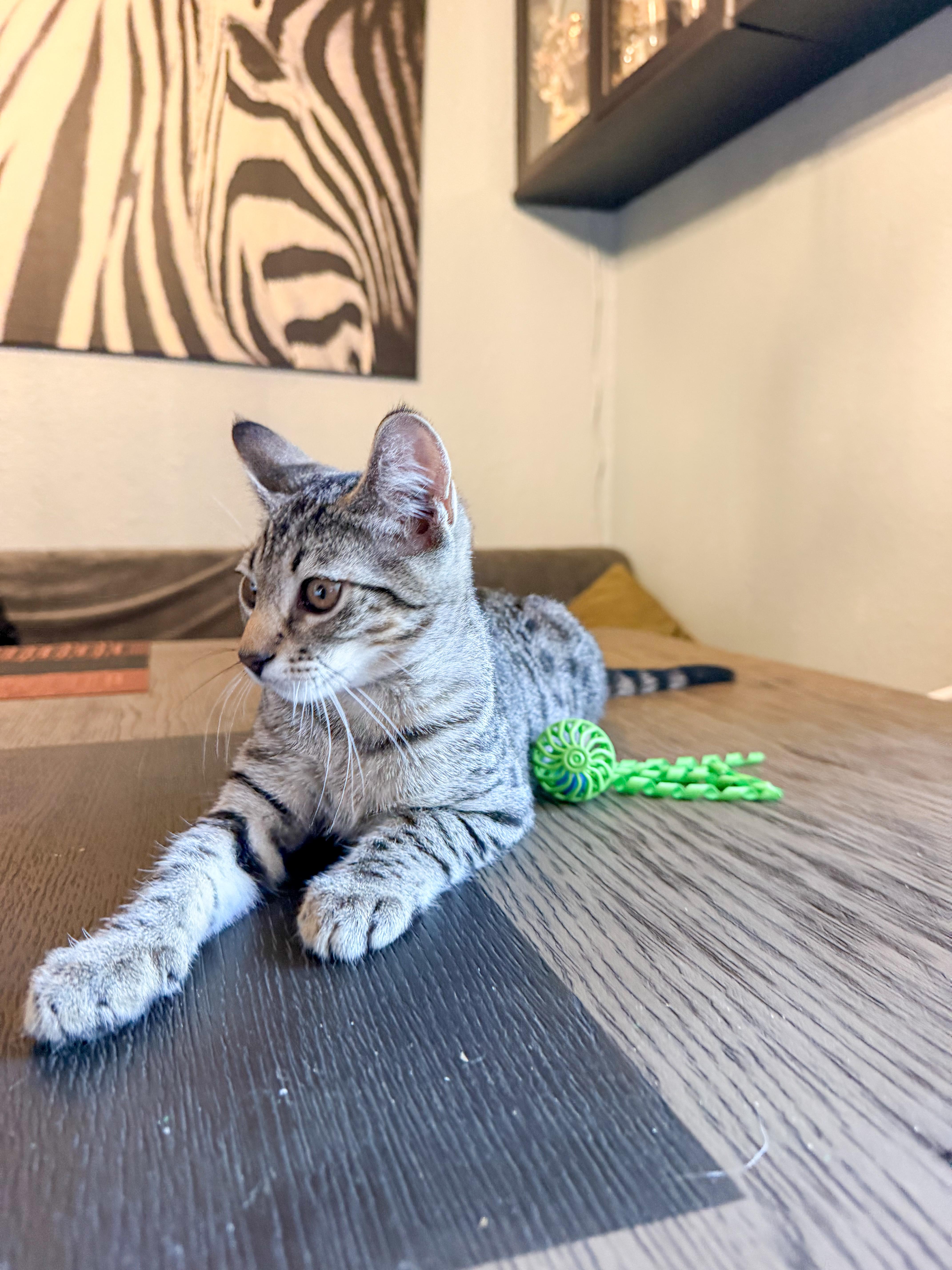 Enlarge Leo, a ADOPTABLE Domestic Short Hair in San Jose, CA image 4/6