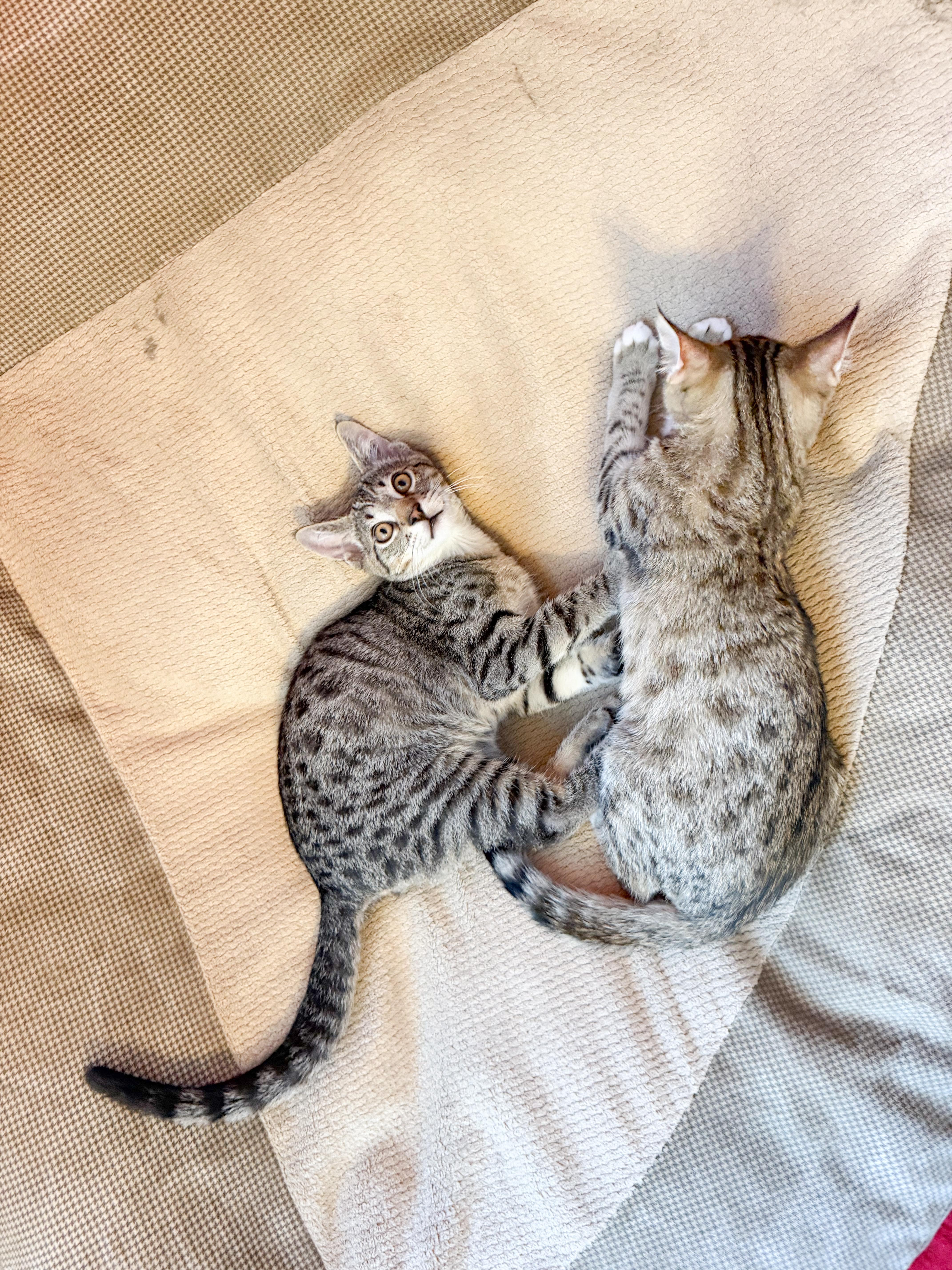 Enlarge Leo, a ADOPTABLE Domestic Short Hair in San Jose, CA image 2/6