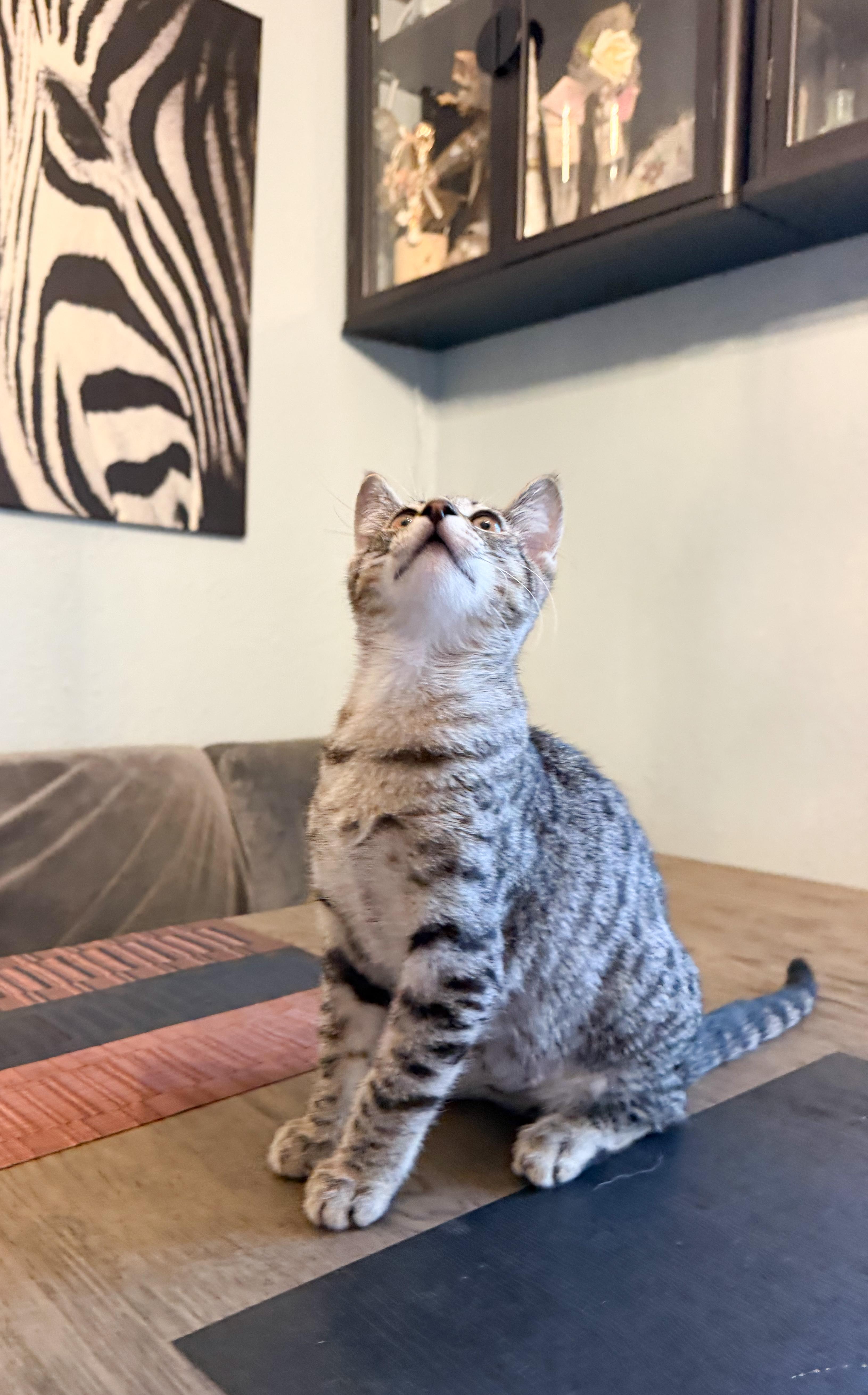 Enlarge Leo, a ADOPTABLE Domestic Short Hair in San Jose, CA image 5/6