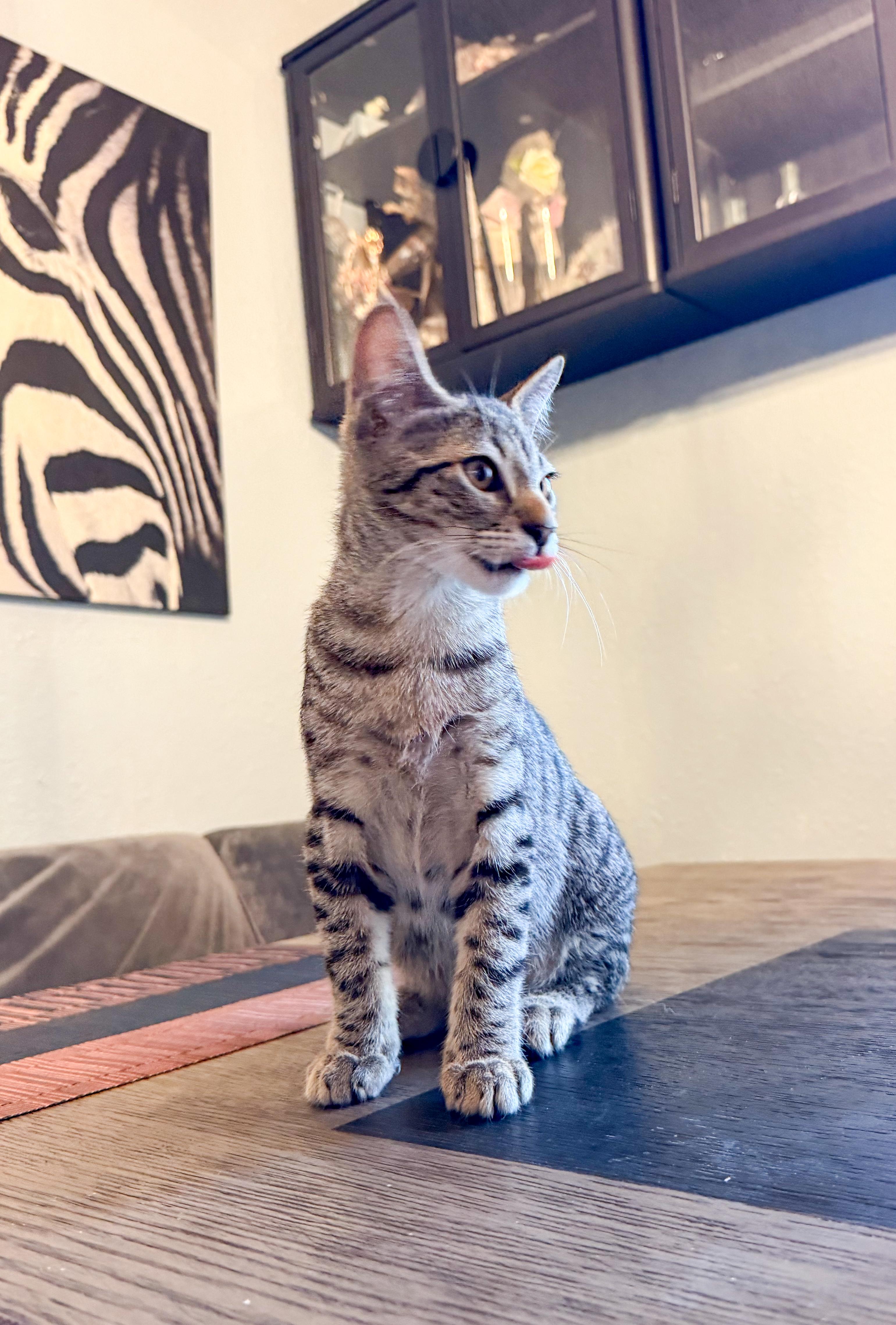 Enlarge Leo, a ADOPTABLE Domestic Short Hair in San Jose, CA image 3/6