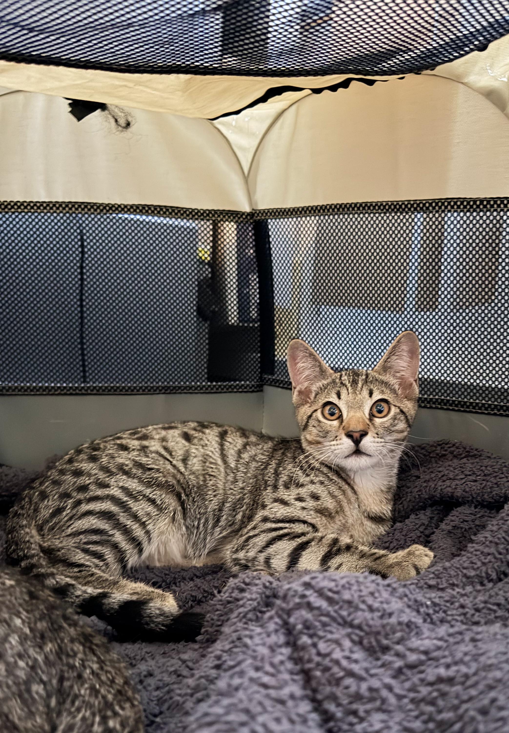 Leo, ADOPTABLE, Kitten Male Domestic Short Hair.