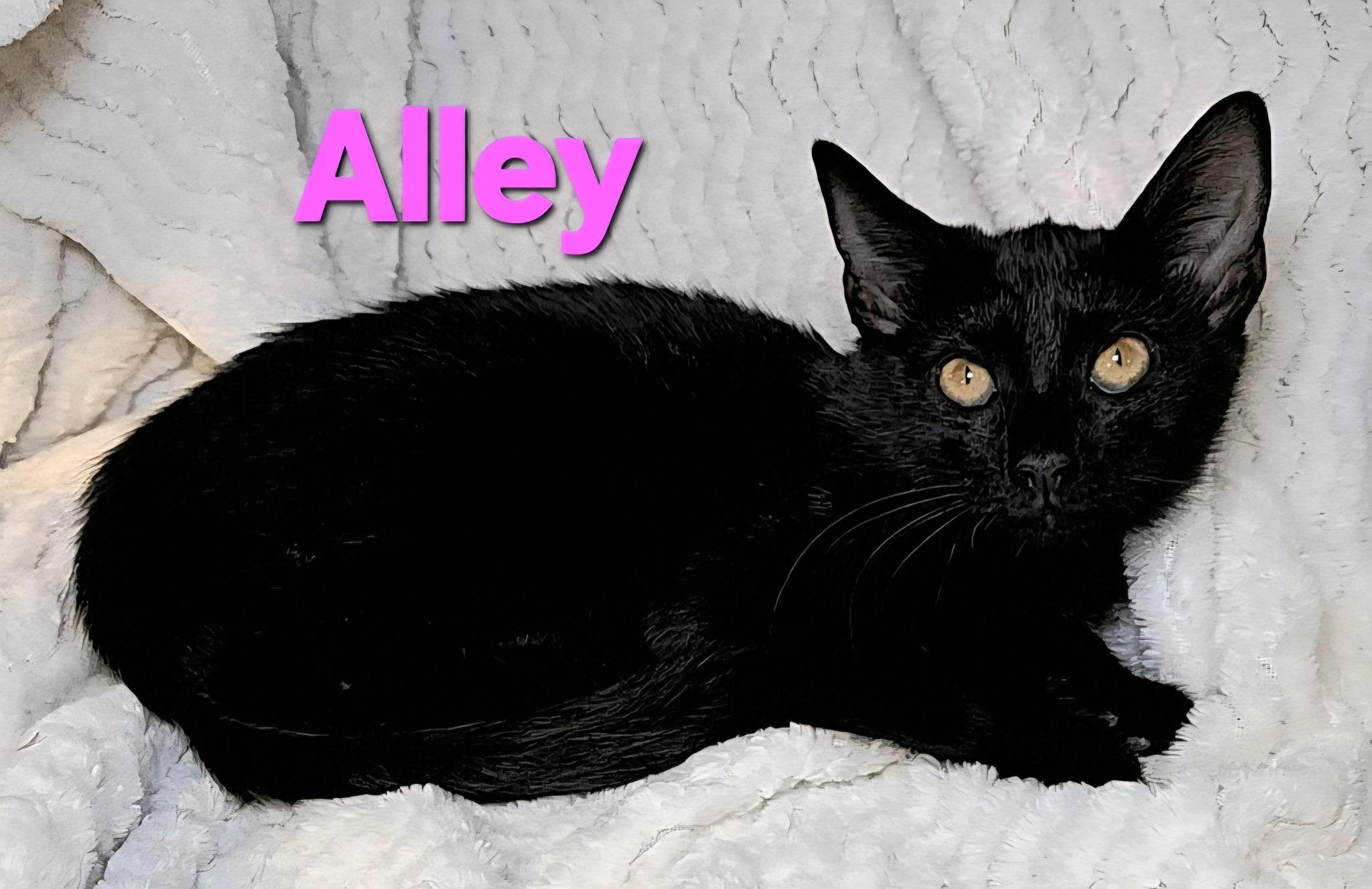 Alley