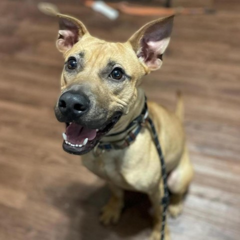  Chook AKA Chaz JuM, an adoptable Pit Bull Terrier in Seattle, WA, 98106 | Photo Image 1