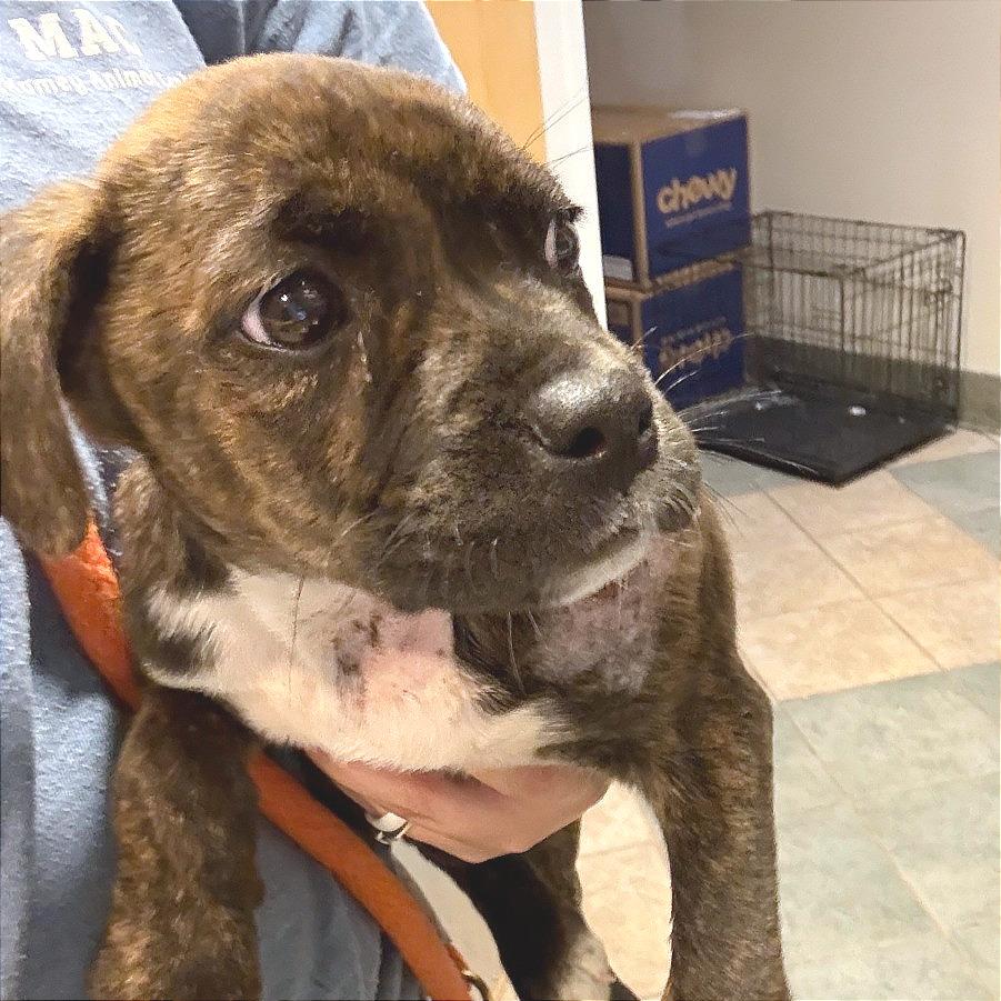 Enlarge Rosie, a Adoptable Mixed Breed in Chattanooga, TN image 1/2