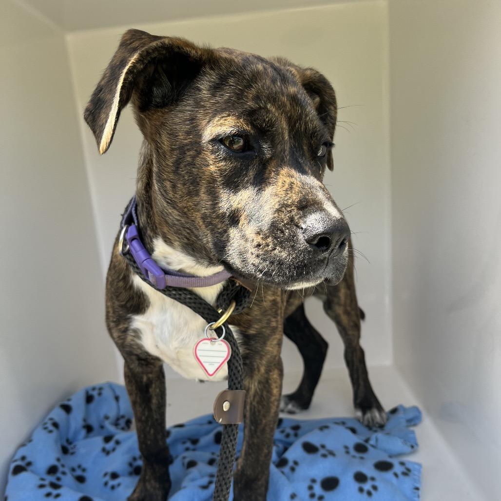 Enlarge Rosie, a Adoptable Mixed Breed in Chattanooga, TN image 2/2