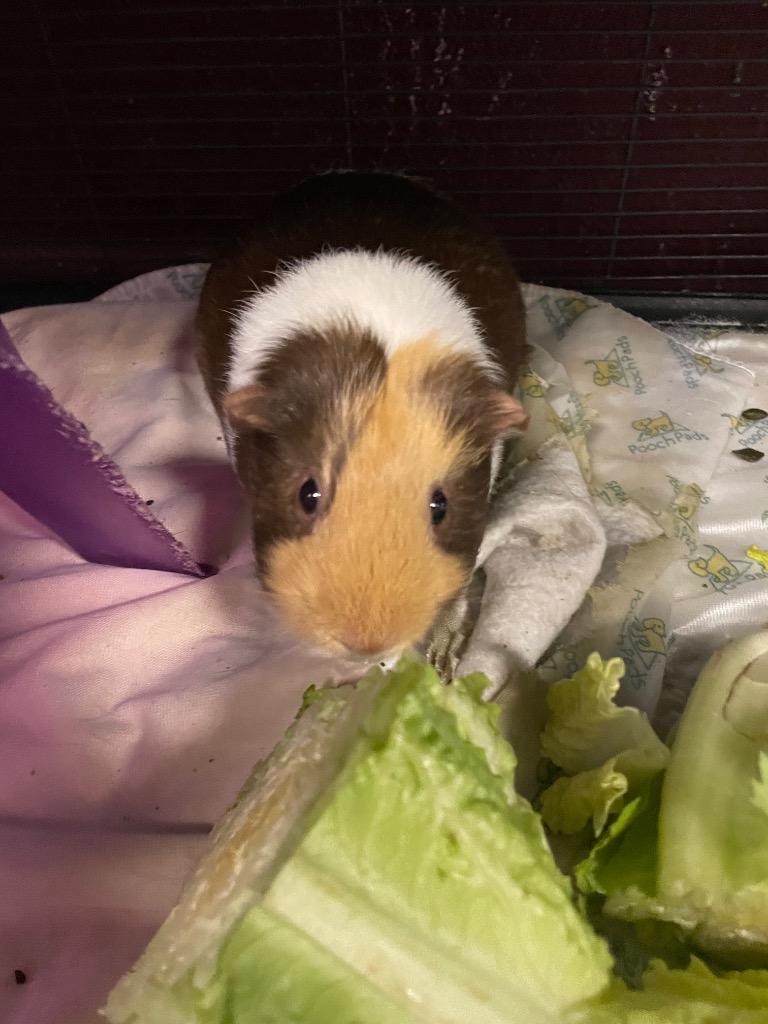 Nea, adopted, Adult Female Guinea Pig.