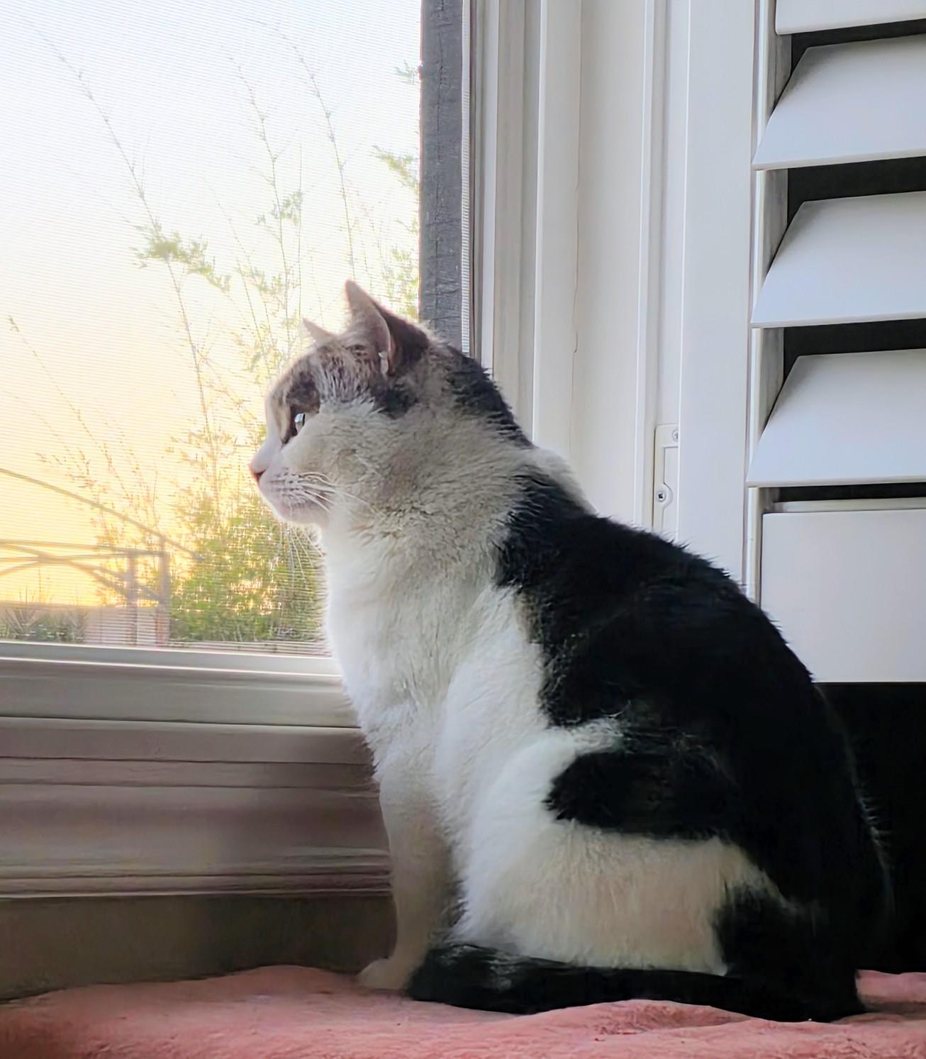 Enlarge Patchy - Rancho Cucamonga PetSmart, a ADOPTABLE Domestic Short Hair in Rancho Cucamonga, CA image 2/4