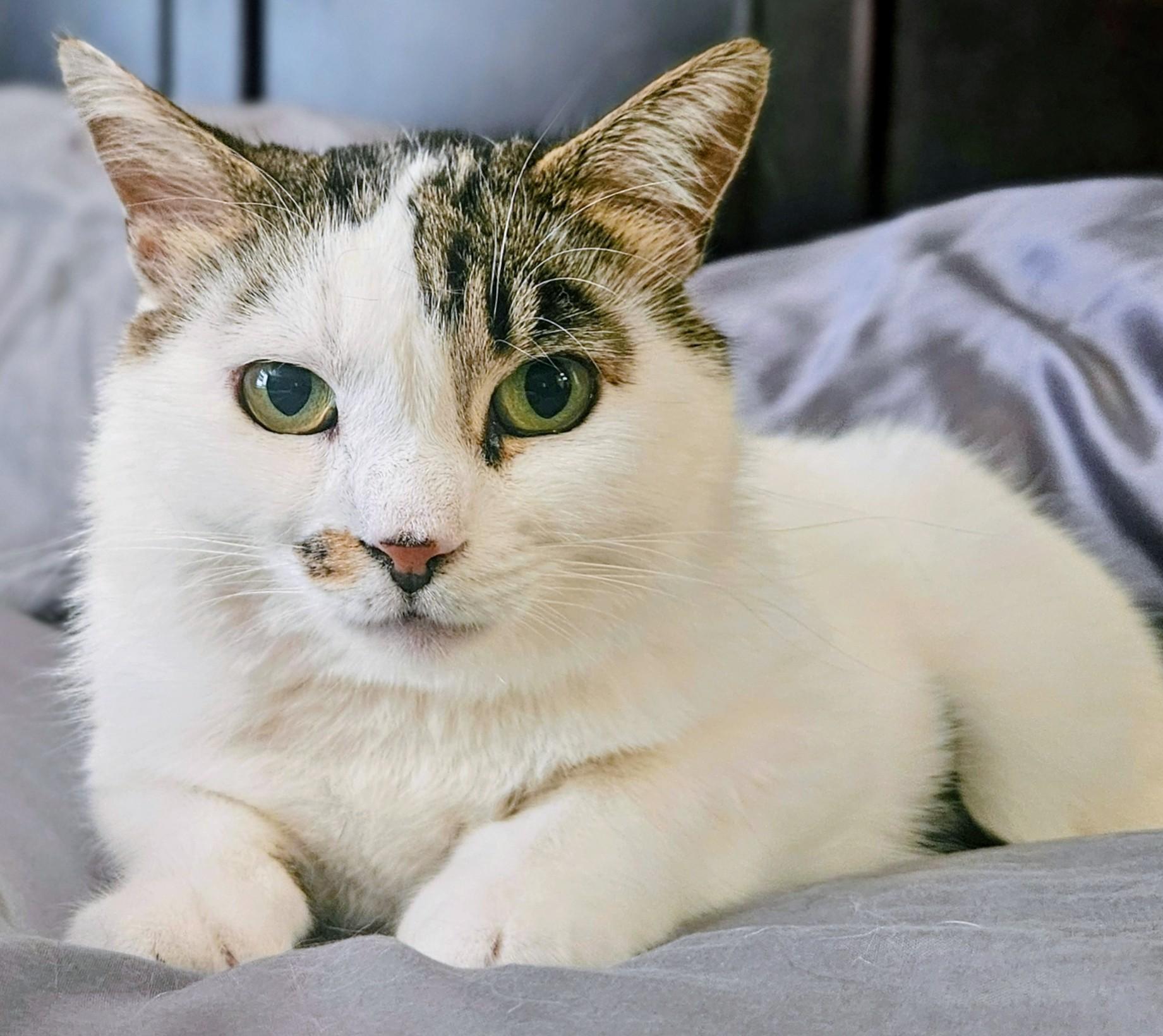 Patchy - Rancho Cucamonga PetSmart, ADOPTABLE, Young Male Domestic Short Hair.