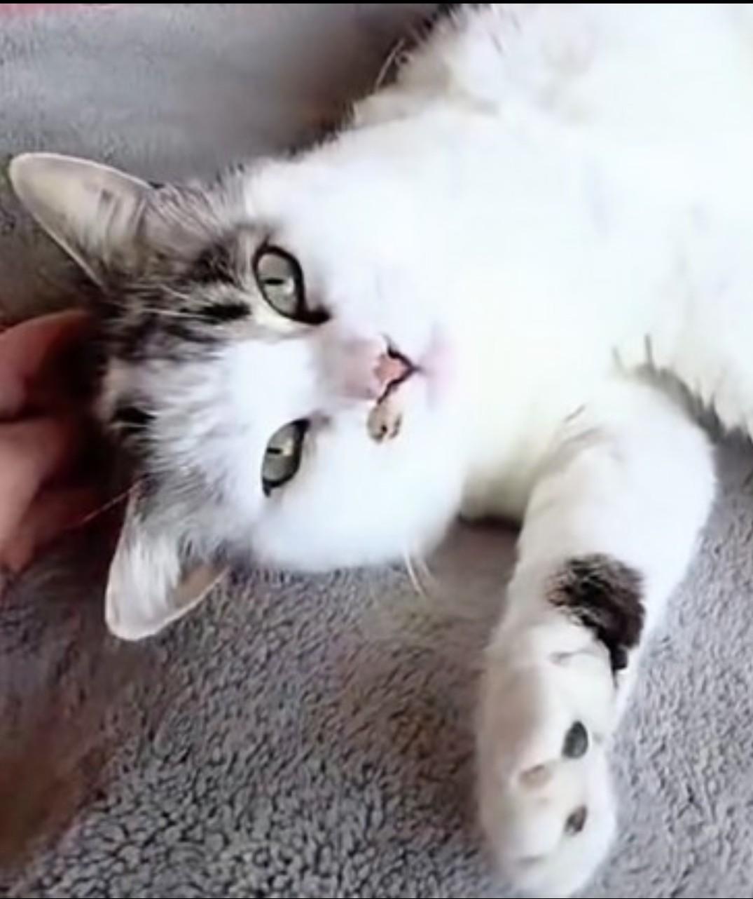 Patchy - Rancho Cucamonga PetSmart, ADOPTABLE, Young Male Domestic Short Hair.