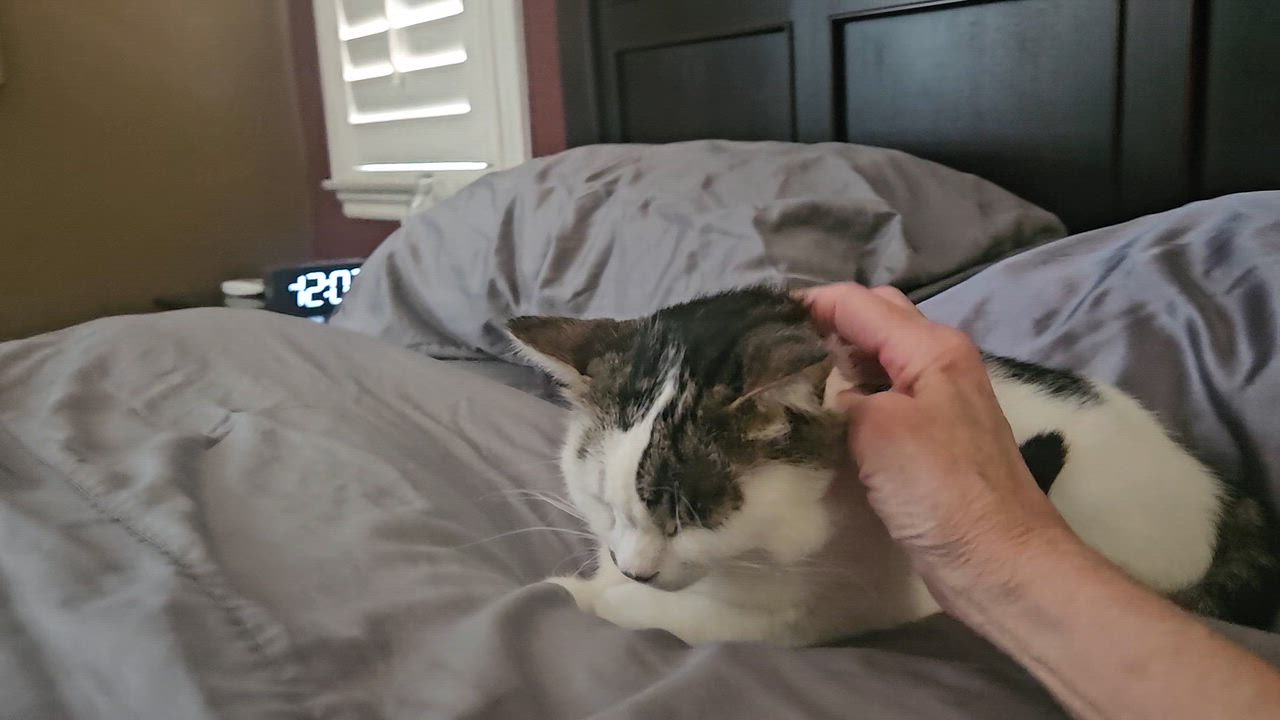 Enlarge Patchy - Rancho Cucamonga PetSmart, a ADOPTABLE Domestic Short Hair in Rancho Cucamonga, CA video 5/5