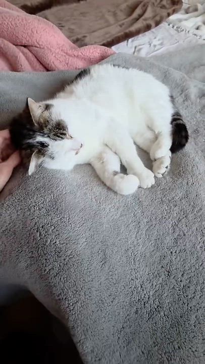 Enlarge Patchy - Rancho Cucamonga PetSmart, a ADOPTABLE Domestic Short Hair in Rancho Cucamonga, CA video 3/4