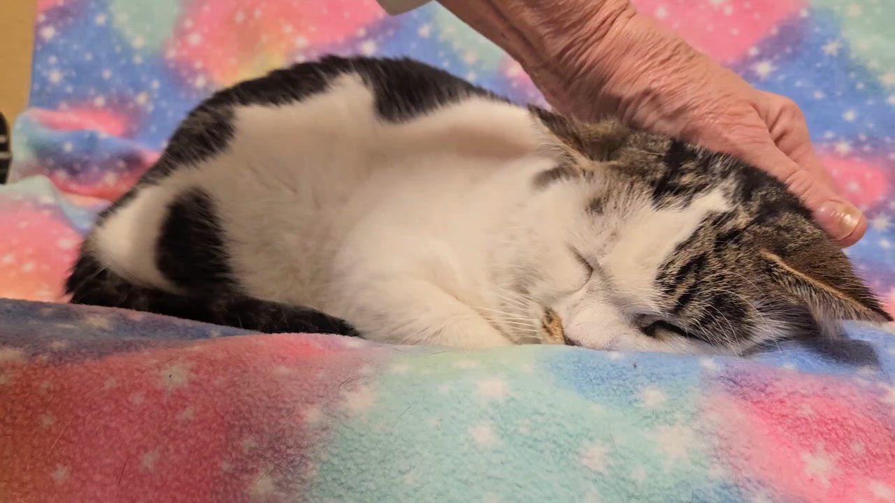 Enlarge Patchy - Rancho Cucamonga PetSmart, a ADOPTABLE Domestic Short Hair in Rancho Cucamonga, CA video 4/4