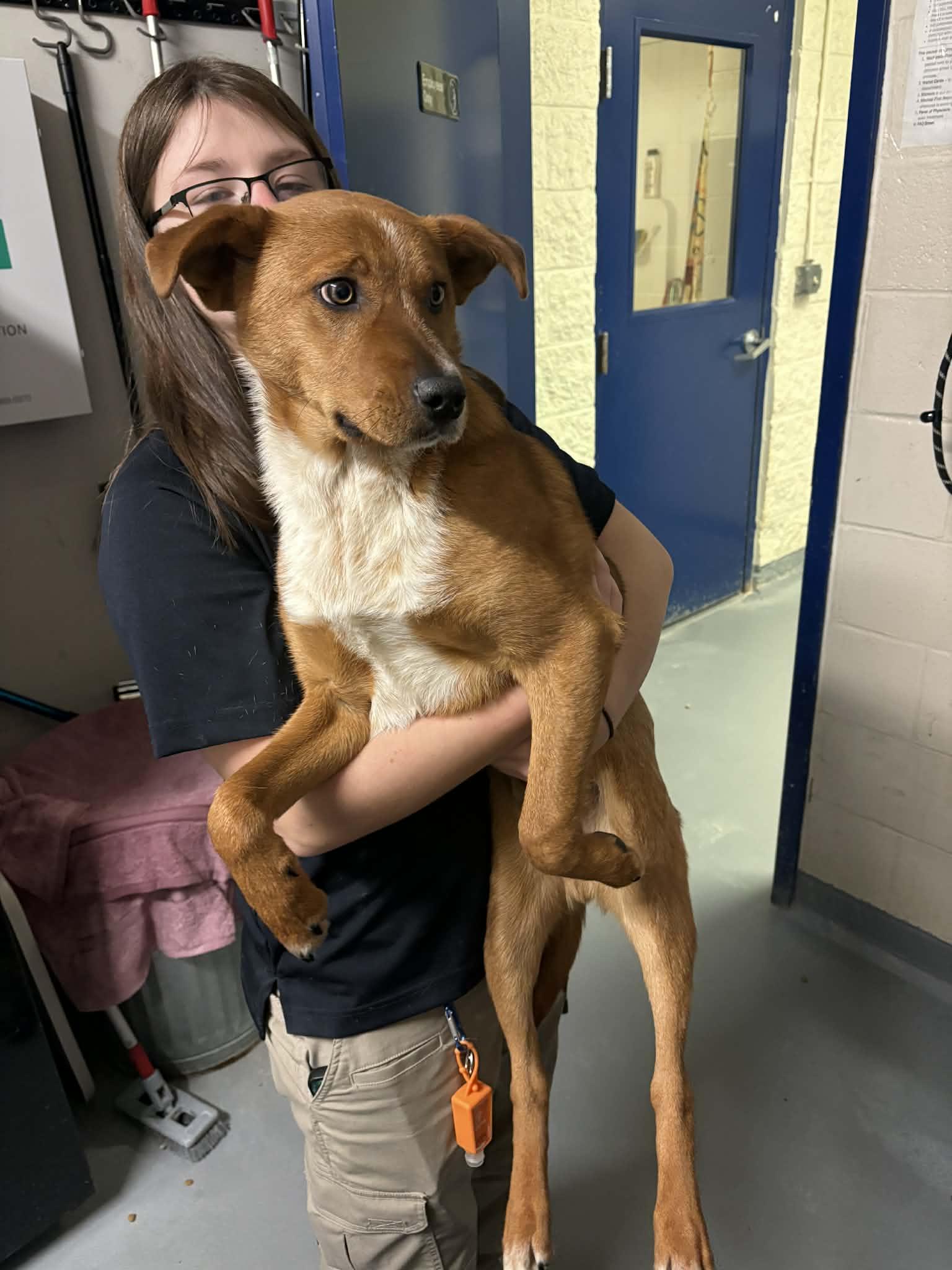 Enlarge Bodie, a ADOPTABLE Australian Cattle Dog / Blue Heeler in Ashland, VA image 2/2