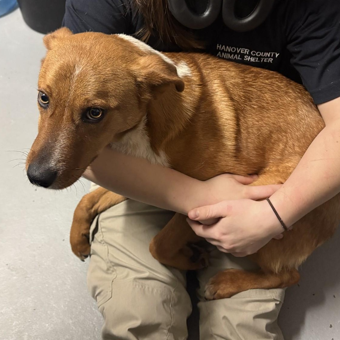Bodie, ADOPTABLE, Young Male Australian Cattle Dog / Blue Heeler.