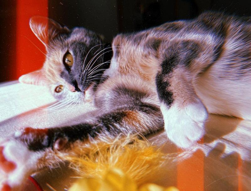 Enlarge Opal, a Adoptable Dilute Calico in Knoxville, TN image 2/3