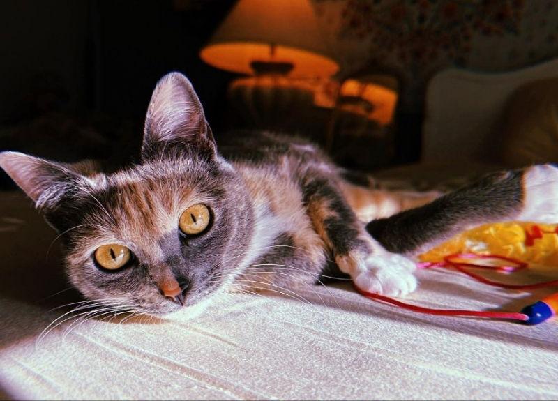 Enlarge Opal, a Adoptable Dilute Calico in Knoxville, TN image 2/3