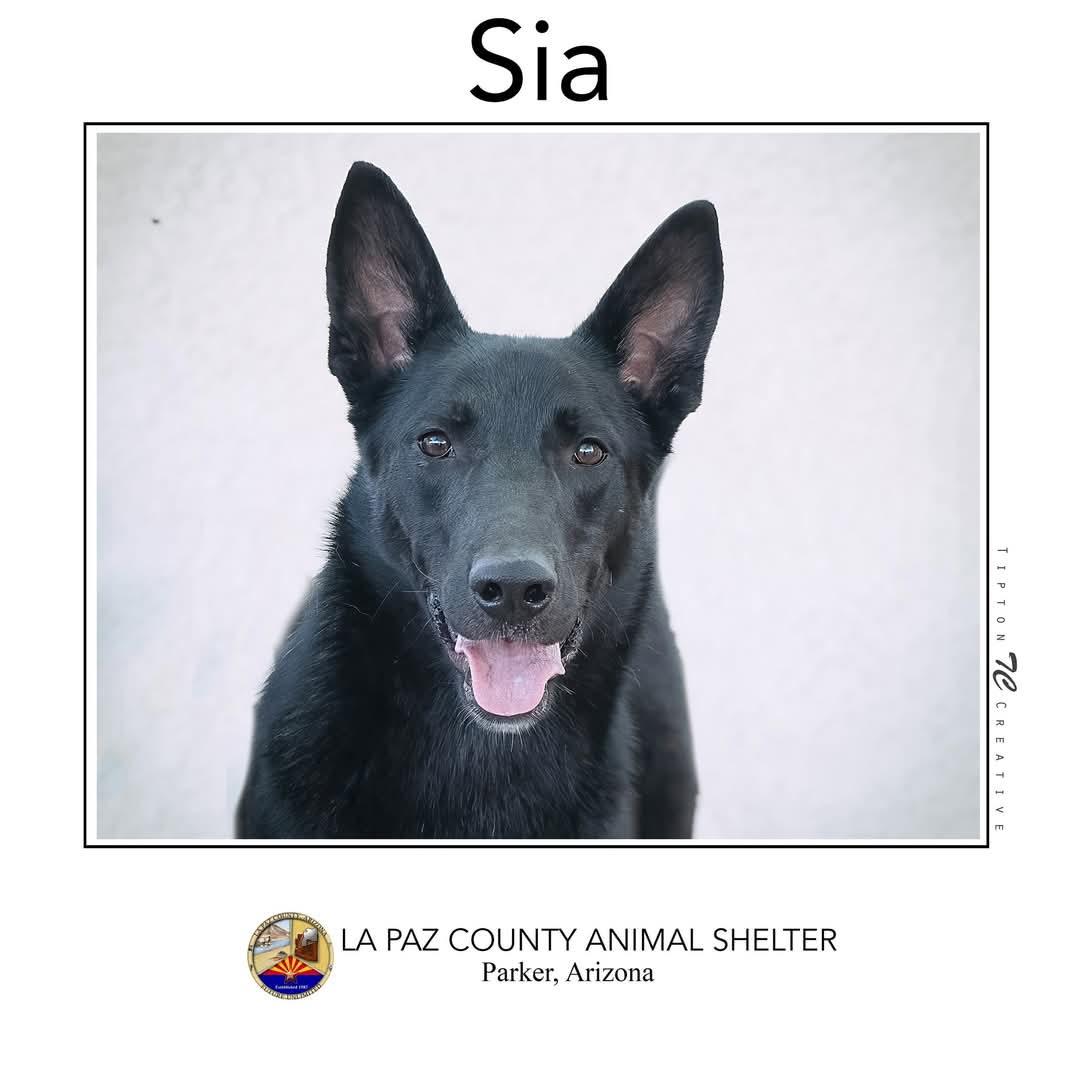 Sia, Adoptable, Adult Female German Shepherd Dog.