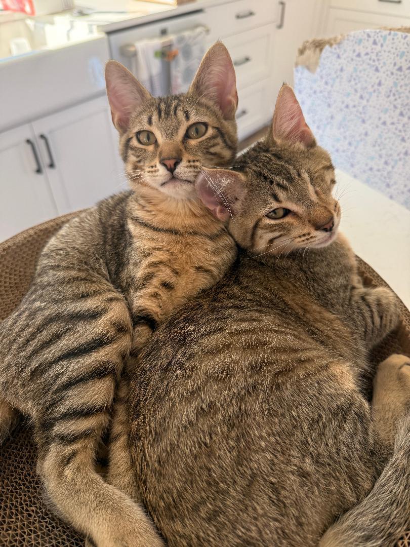 Tommy & Benny Bubs Snugglebeans, Adopted, Kitten Male Domestic Short Hair.