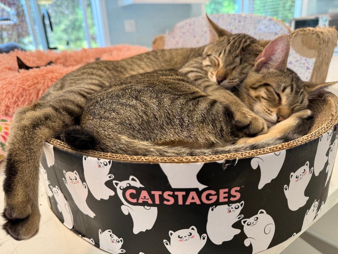 Enlarge Tommy & Benny Bubs Snugglebeans, a Adopted Domestic Short Hair in Kirkland, WA image 2/5