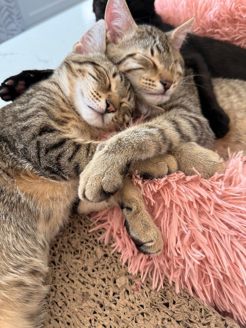 Enlarge Tommy & Benny Bubs Snugglebeans, a Adopted Domestic Short Hair in Kirkland, WA image 5/5