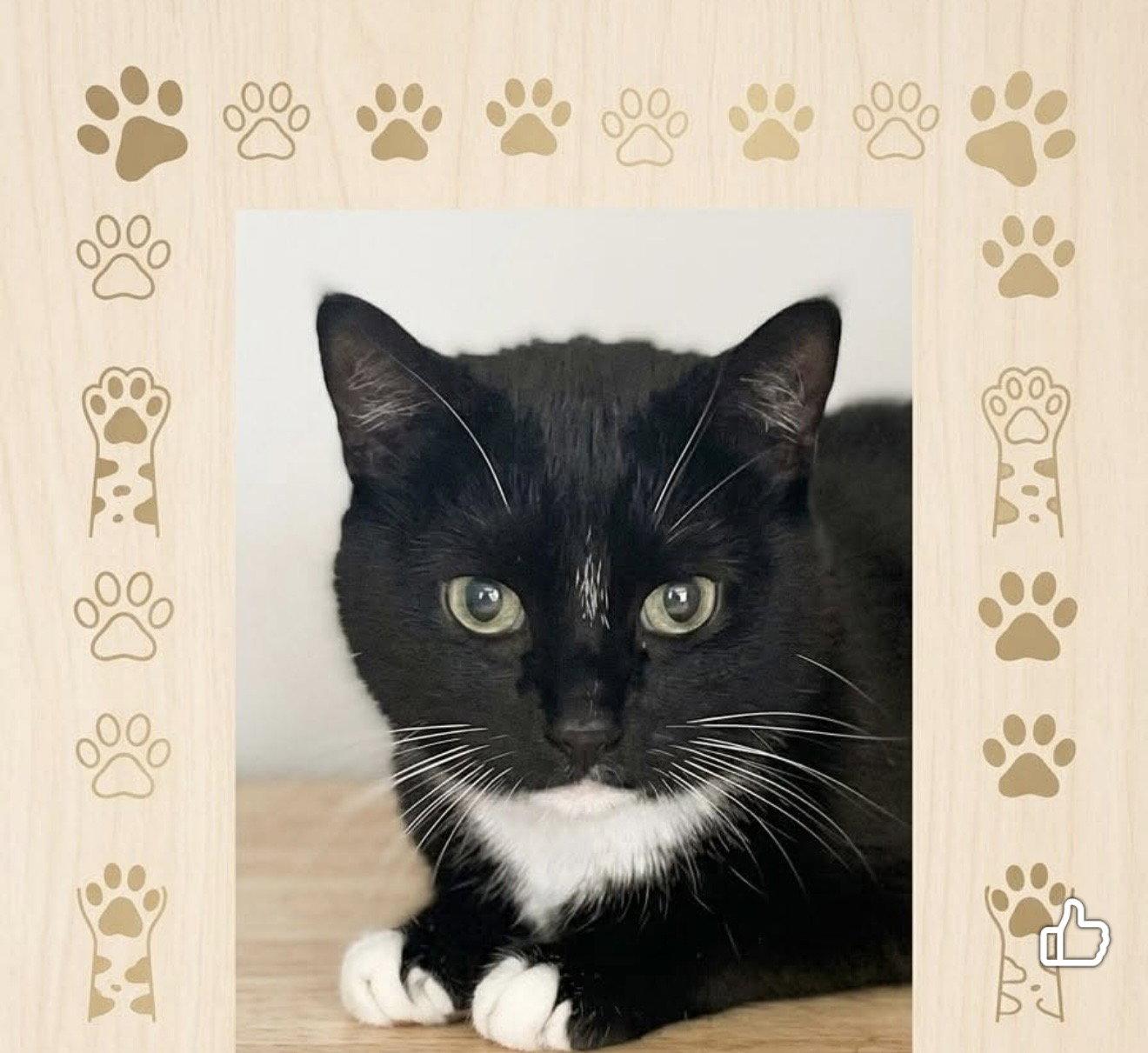 Enlarge Nova, a Adopted Domestic Short Hair in East Derry, NH image 3/3