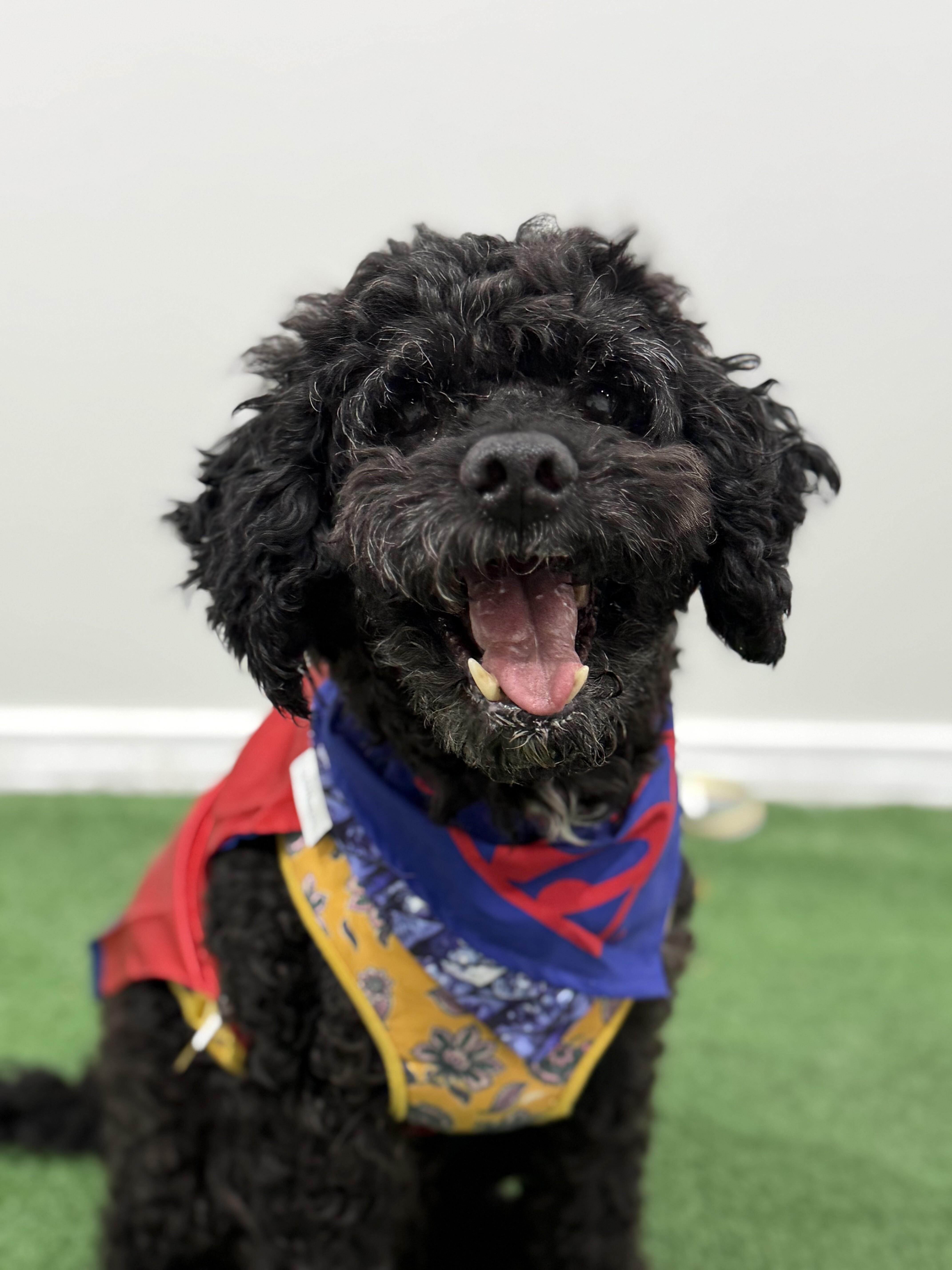 Valentin, an adoptable Schnoodle, Maltipoo in Pasadena, CA, 91101 | Photo Image 1