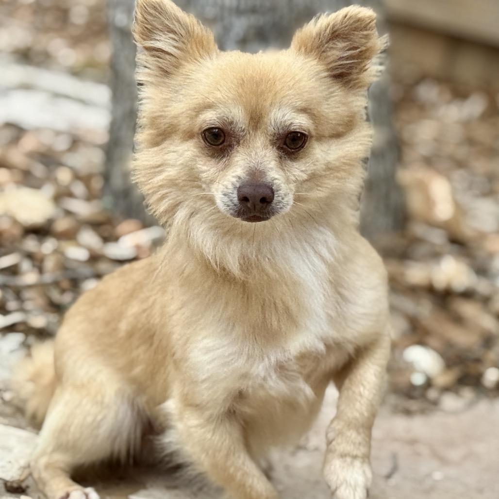Enlarge Liam, an adopted mixed breed in Austin, TX image 3/6