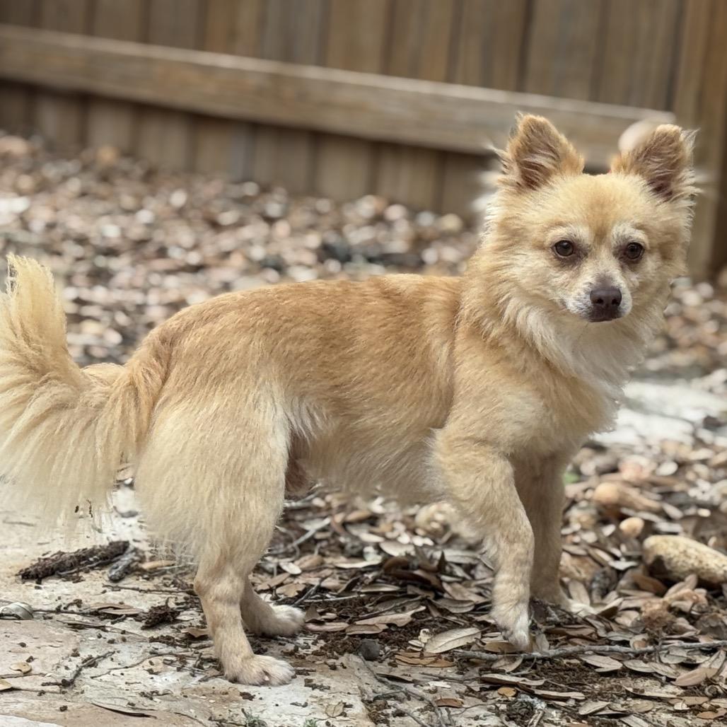 Enlarge Liam, an adopted mixed breed in Austin, TX image 1/6