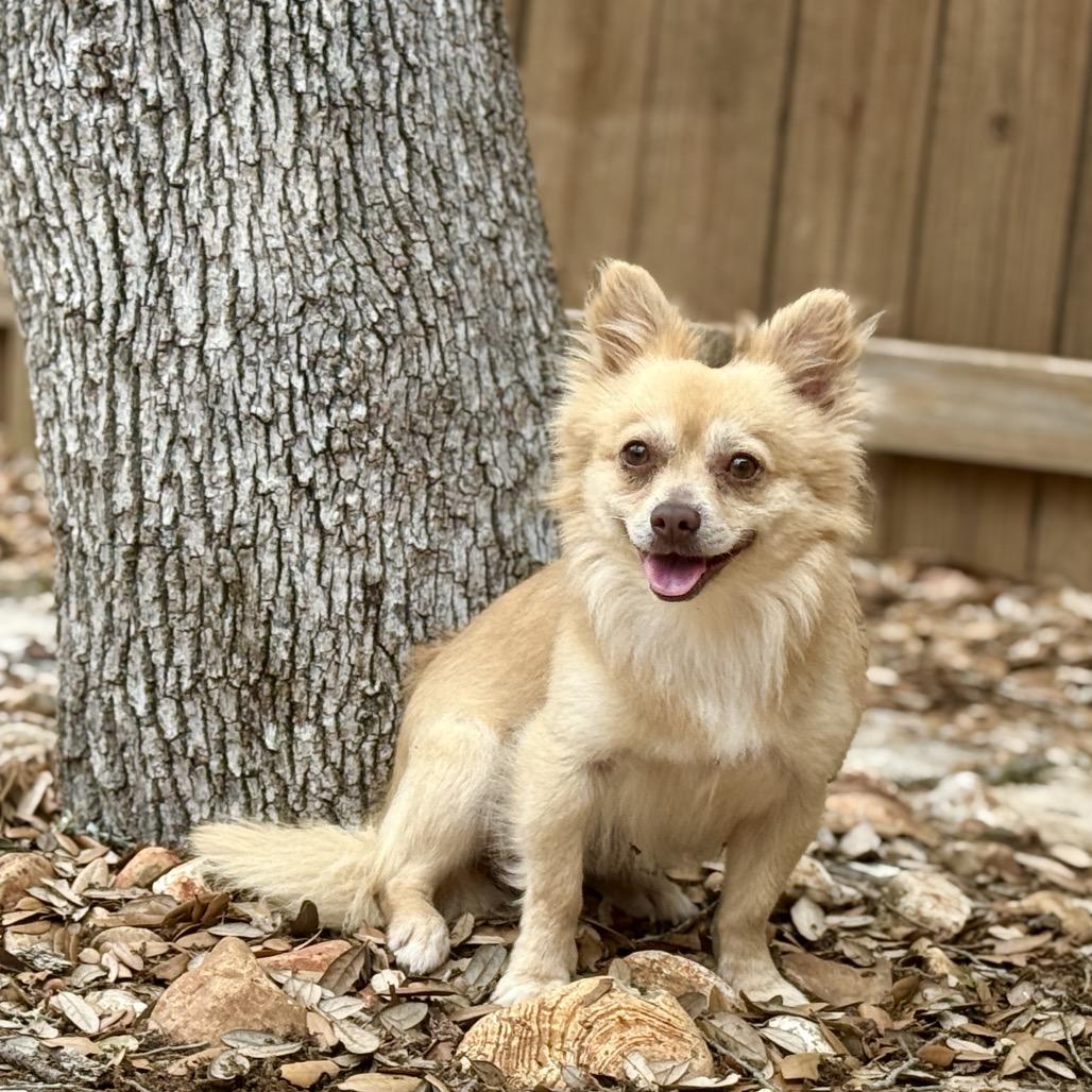 Enlarge Liam, an adopted mixed breed in Austin, TX image 5/6