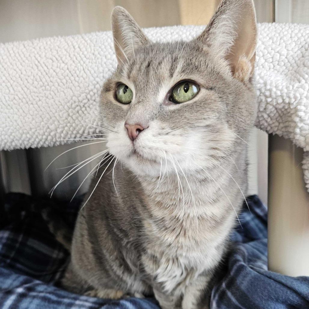 Enlarge Dahli *Available Soon*, a Adoptable Domestic Short Hair in Dover, NH image 1/4