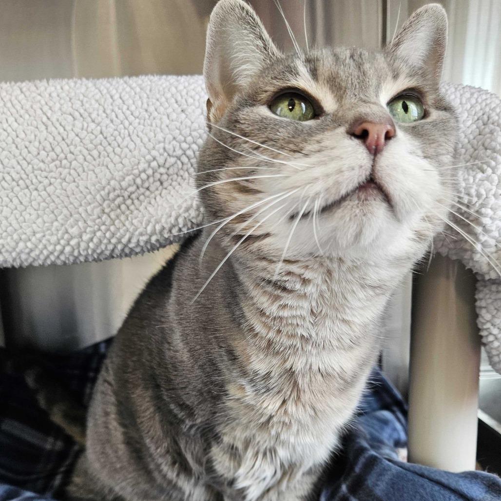 Enlarge Dahli *Available Soon*, a Adoptable Domestic Short Hair in Dover, NH image 2/4