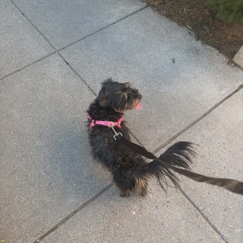 Enlarge Sophie/CHICHI, a Adoptable mixed breed in Arlington, VA image 3/6