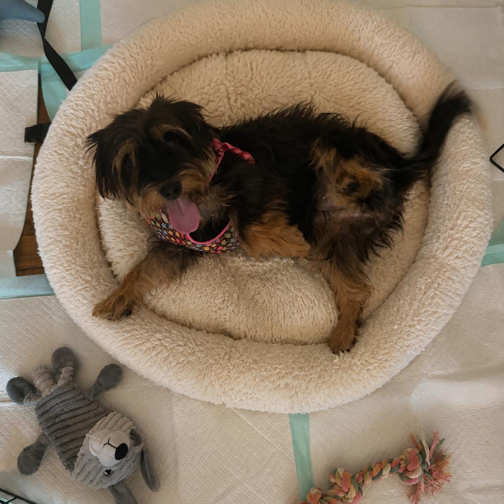 Enlarge Sophie/CHICHI, a Adoptable mixed breed in Arlington, VA image 4/6