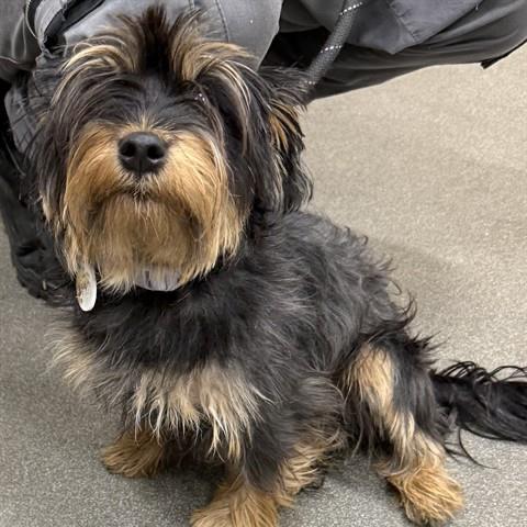 Sophie/CHICHI, Adoptable, Young Female Yorkshire Terrier & Mixed Breed.