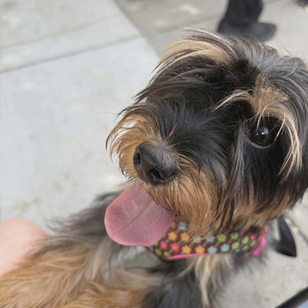 Enlarge Sophie/CHICHI, a Adoptable mixed breed in Arlington, VA image 6/6
