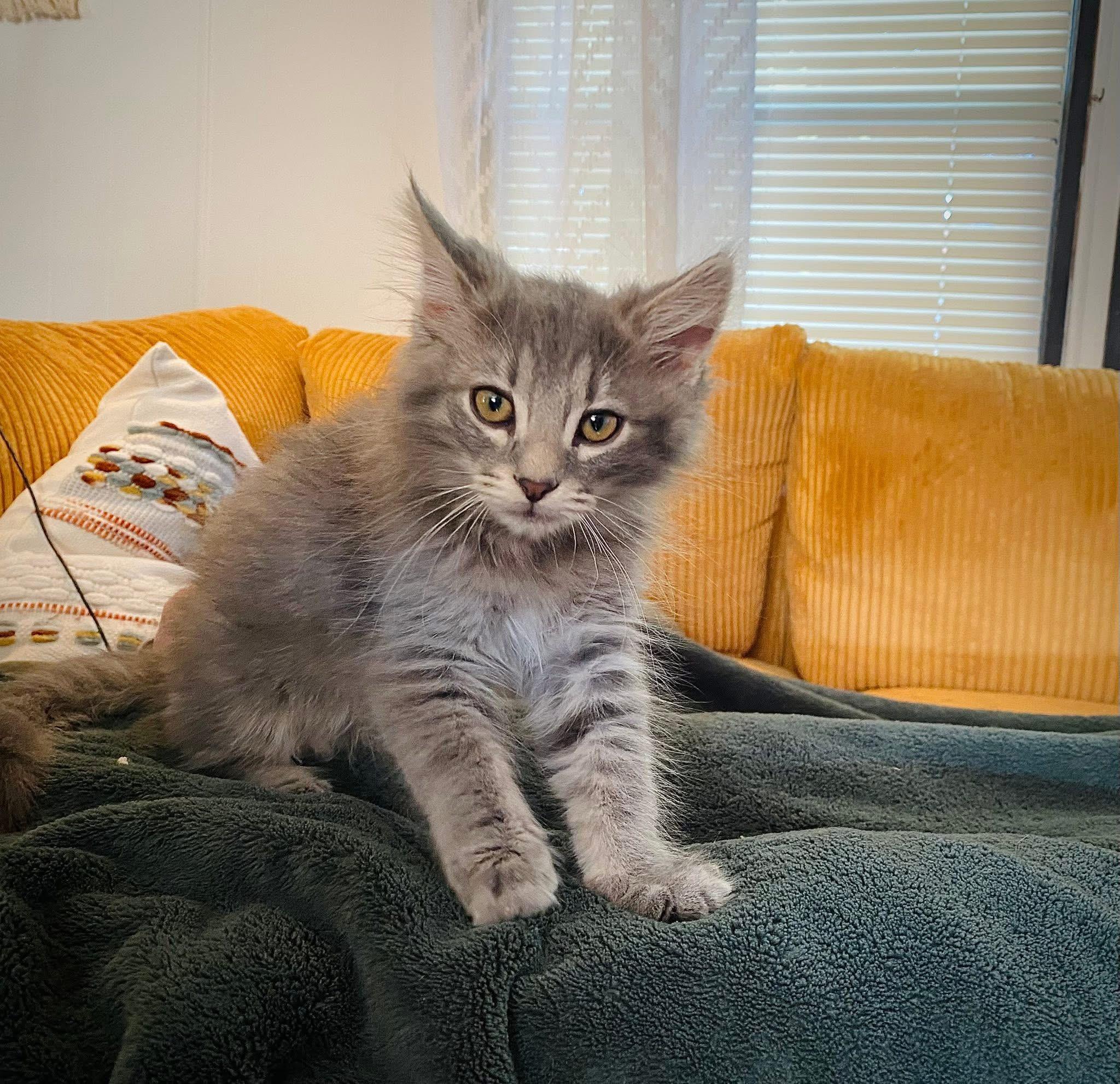 Enlarge Alfredo, an adopted mixed breed in Kenhorst, PA image 2/4
