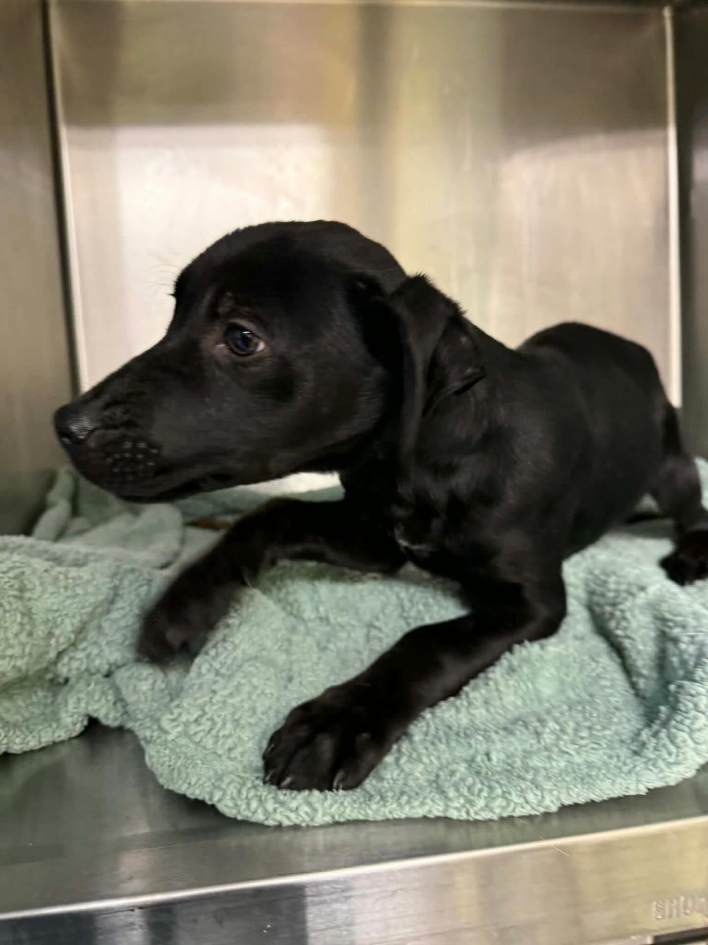 Jet, a ADOPTABLE Mixed Breed in St. Albans, VT image 2/2