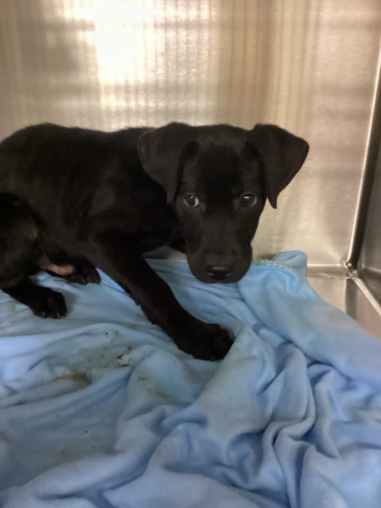 Jet, ADOPTABLE, Young Male Mixed Breed.