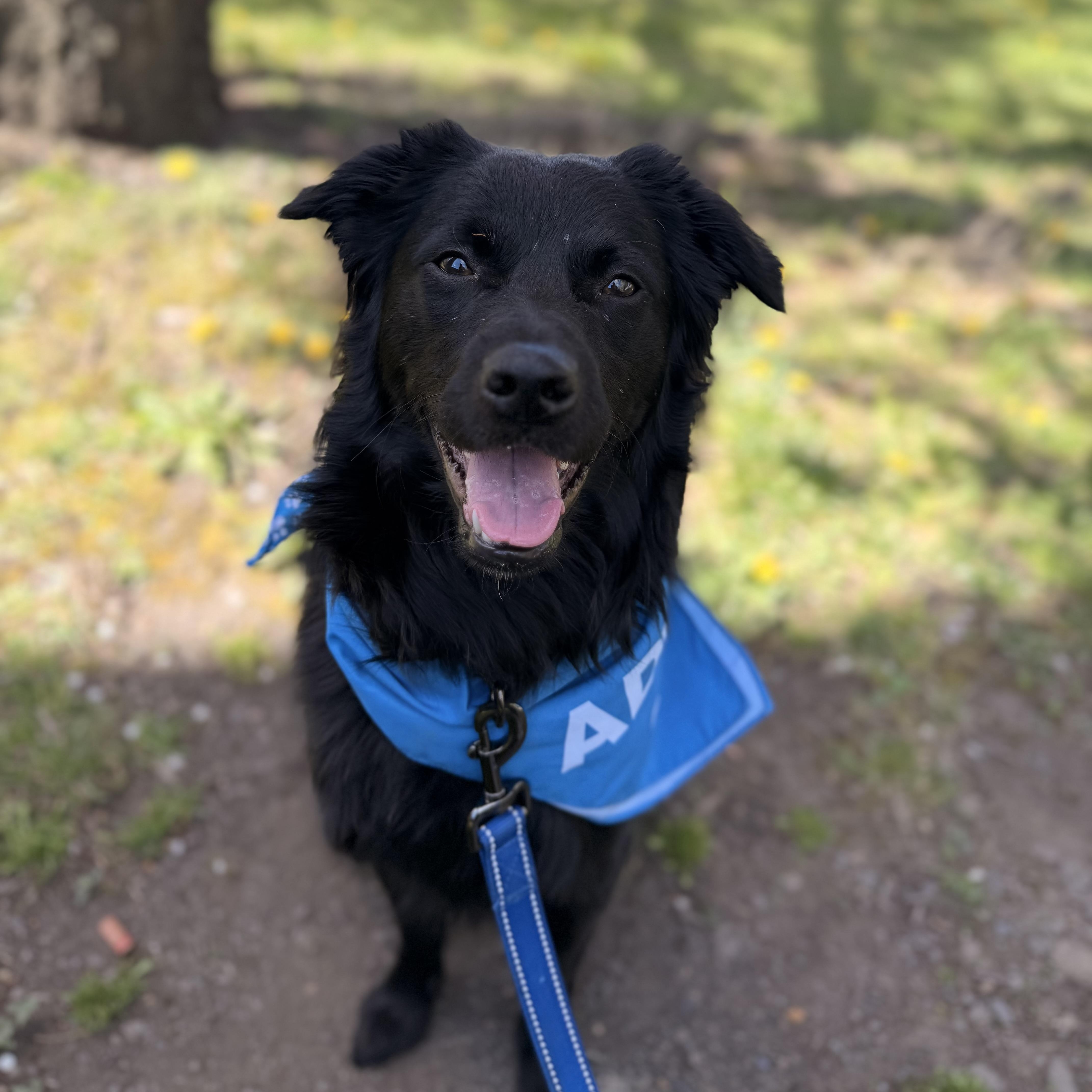 Osito- Little Bear, Adoptable, Young Male Flat-Coated Retriever & Border Collie.