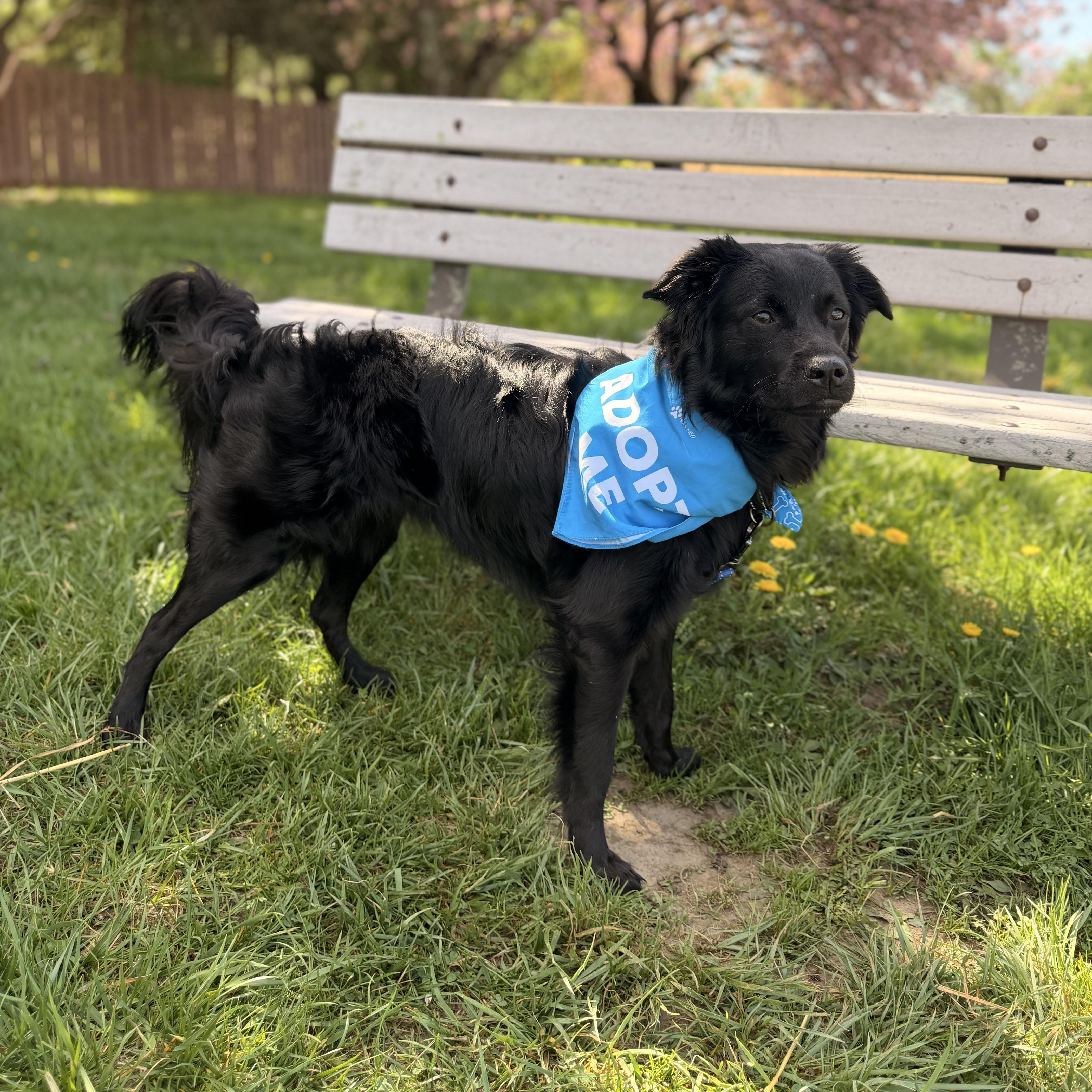 Enlarge Osito- Little Bear, a Adoptable mixed breed in Framingham, , MA image 2/6