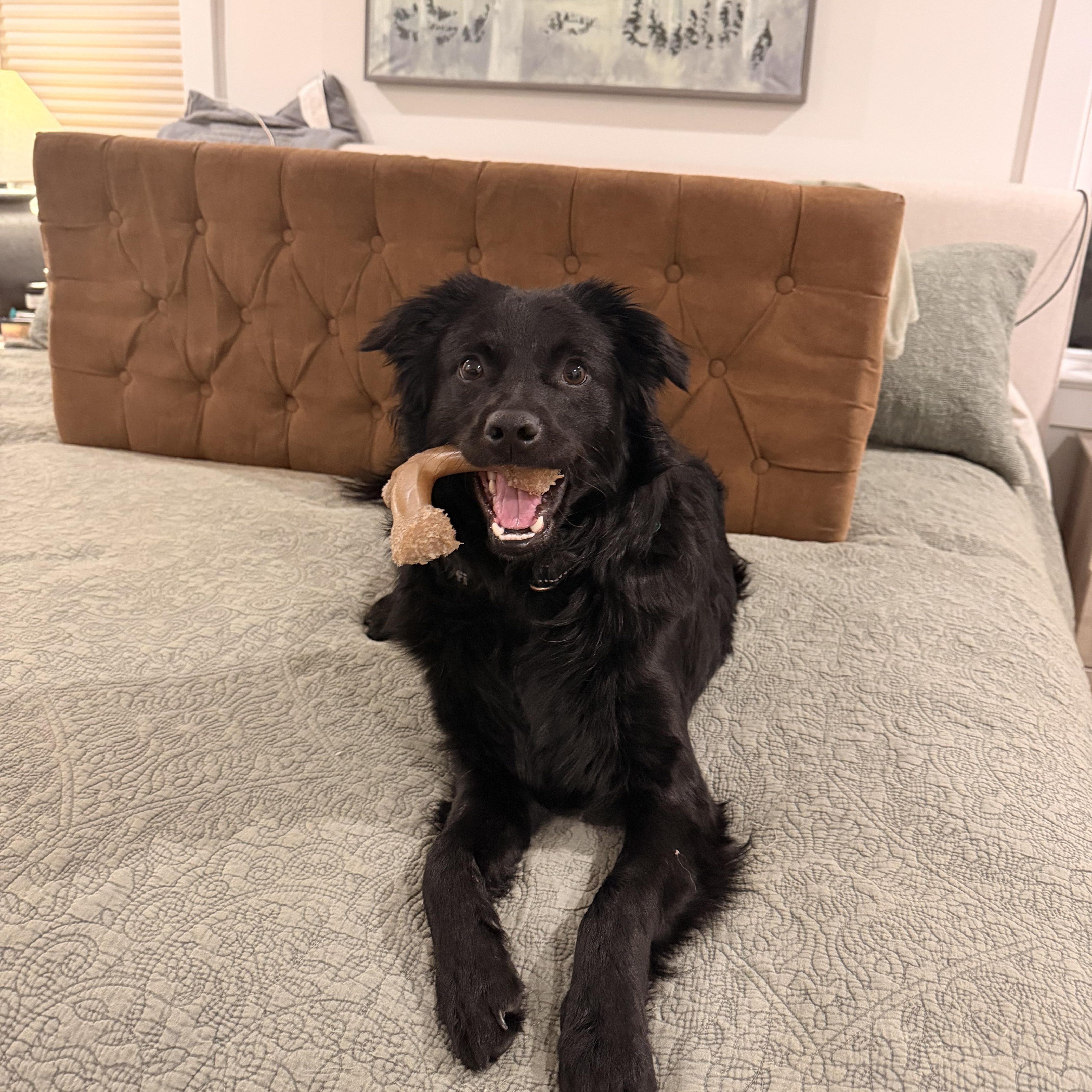 Enlarge Osito- Little Bear, a Adoptable mixed breed in Framingham, , MA image 3/6