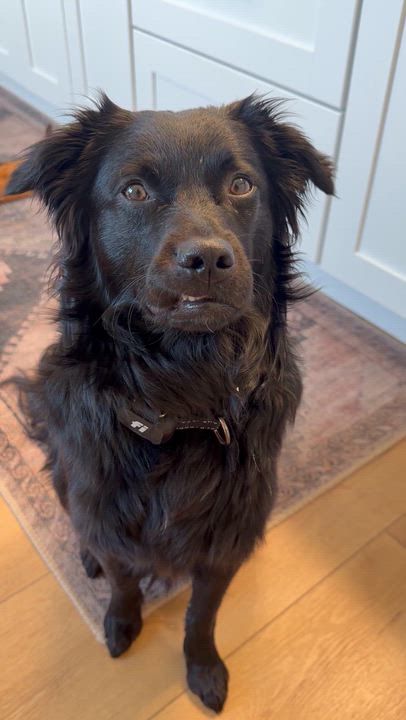 Enlarge Osito- Little Bear, a Adoptable mixed breed in Framingham, , MA video 5/6