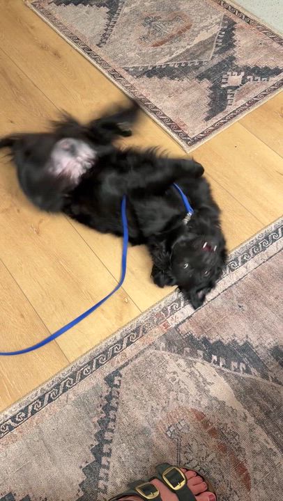 Enlarge Osito- Little Bear, a Adoptable mixed breed in Framingham, , MA video 4/6