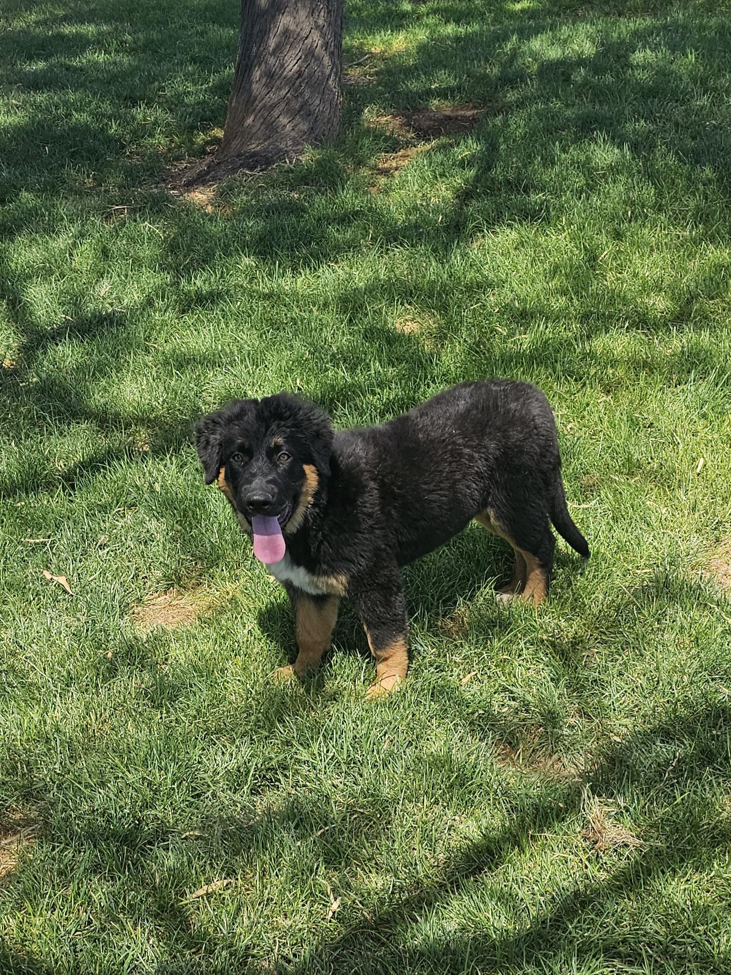 Whiskey, Adopted, Young Female German Shepherd Dog.