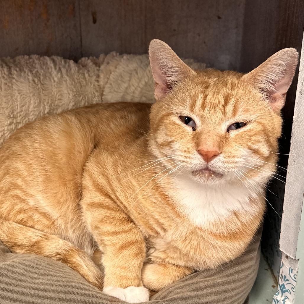 Enlarge Harry, a Adoptable Domestic Short Hair in Rocky Mount, VA image 1/2