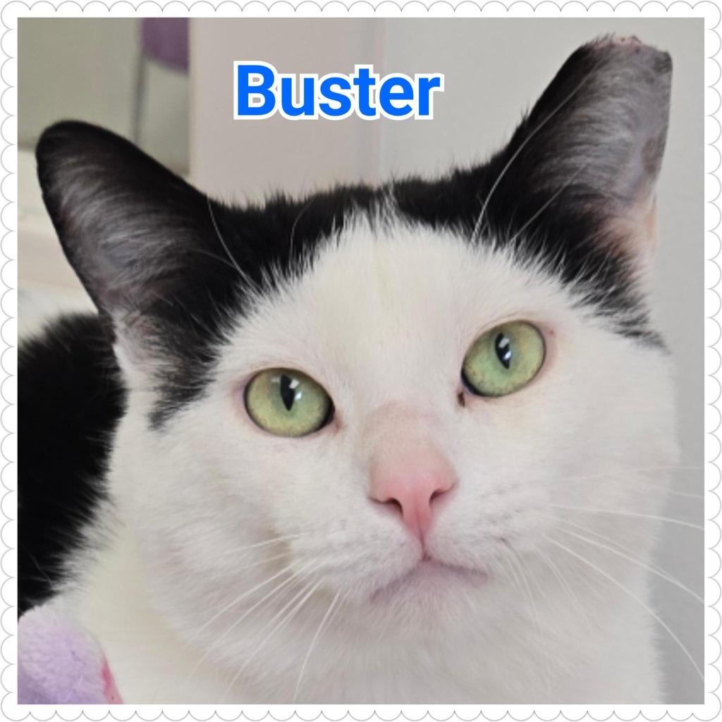 Enlarge Buster, a Adoptable mixed breed in North Saint Paul, MN image 1/5